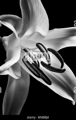 White Stargazer Lily. Foto Stock