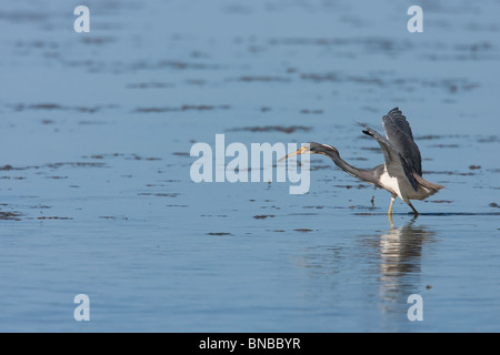 Airone tricolore (Egretta tricolore) foraggio con ali stese. Foto Stock