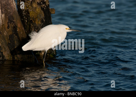 Snowy Garzetta (Egretta thuja brewsteri) Foto Stock