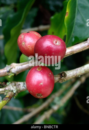 Rosso di bacche di caffè su un albero di caffè in Guatemala Foto Stock