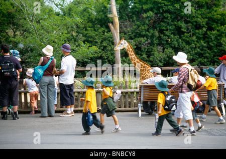 Sydney NSW Australia Lo Zoo di Taronga turisti Guardando Giraffe nel contenitore Foto Stock