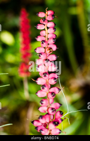 Vivaci fiori rosa e rossi di Aechmea warasii che fioriscono su un'infiorescenza verticale su sfondo verde sfocato. Foto Stock