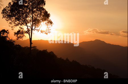 Silhouette di struttura ad albero al tramonto, Kaeng Krachan National Park, Thailandia Foto Stock