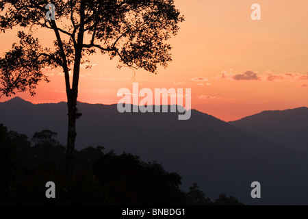 Silhouette di struttura ad albero al tramonto, Kaeng Krachan National Park, Thailandia Foto Stock