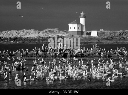 Brown pellicani (Pelecanus occidentalis). Fiume Coquille Faro. Foce del Fiume Coquille, Oregon Foto Stock