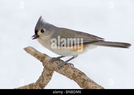 Cincia bicolore americana Foto Stock