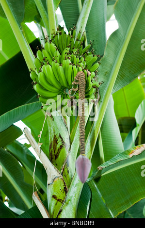 Pianta di banana con frutti e un bocciolo di fiori viola appeso in un lussureggiante giardino tropicale. Foto Stock