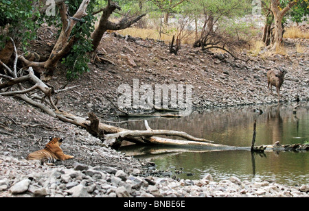 Tiger guardando un Sambar deer arrivando vicino ad un foro di acqua.La foto è stata scattata in Ranthambhore National Park, India Foto Stock