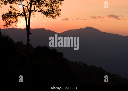 Silhouette di struttura ad albero al tramonto, Kaeng Krachan National Park, Thailandia Foto Stock