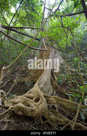 Radici quadrate di un albero della foresta pluviale, Kaeng Krachan National Park, Thailandia Foto Stock