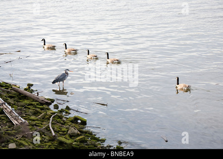 Airone blu e un branco di oche del Canada in Duwamish River, South Park Foto Stock