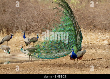 Un indiano Peafowl dancing in Ranthambhore National Park, India Foto Stock