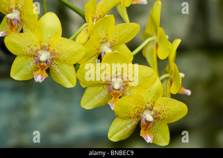 Fiore di orchidea gialla di Phalaenopsis Barbara's Jewel con macchie rossastre e centri rosa su uno stelo verde su uno sfondo sfocato. Foto Stock