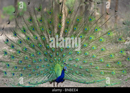 Un indiano Peafowl dancing in Ranthambhore National Park, India Foto Stock