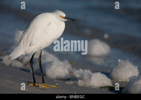 Snowy Garzetta (Egretta thuja brewsteri) Foto Stock