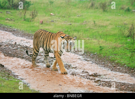 Tiger passeggiate in pioggia in Ranthambhore National Park, India Foto Stock
