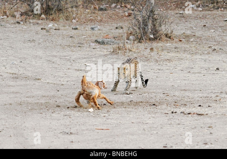 Un leopardo che attacca un bestiame nei pressi di un remoto villaggio in Rajasthan, India Foto Stock