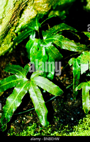 Felce a cinque dita (Pyrrosia polydactylis) che cresce nel suo habitat naturale, Filippine. Pianta della famiglia delle Polypodiaceae con foglie verdi lobate. Foto Stock
