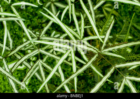 Freno cretese, Pteris cretica Albo-lineata, Pteridaceae Foto Stock
