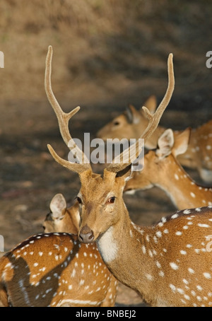 Un maschio di cervo maculato ritratto. La foto è stata scattata in Ranthambhore National Park, India Foto Stock