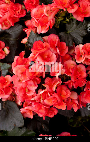 Begonia rossa invernale in fiore, Begonia x hiemalis cv., in piena fioritura con fogliame scuro. Begoniaceae cultivar fondo floreale. Foto Stock