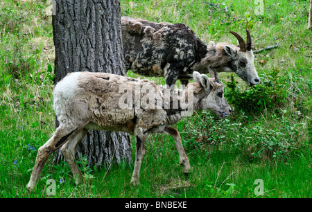 Una madre e giovani bighorn nel selvaggio. Parco Nazionale di Jasper, Alberta, Canada. Foto Stock