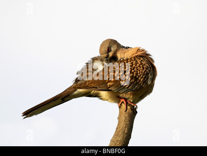 Colomba punteggiata ritratto. La foto è stata scattata in Mukteshwar, Uttarakhand, India Foto Stock