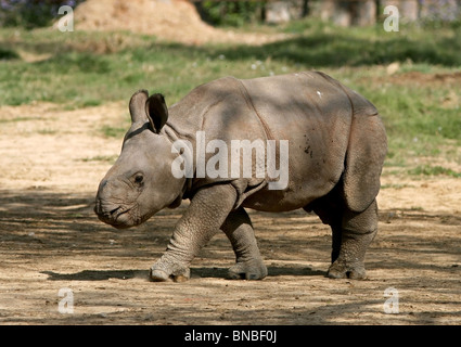 Un bambino il rinoceronte indiano a piedi in New Delhi Zoo, India Foto Stock