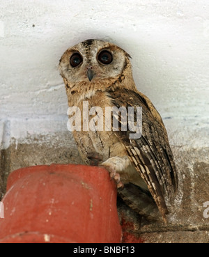 Un collare Assiolo appollaiato su un tubo sanitario in un edificio in Sawai Madhopur, Rajasthan, India Foto Stock