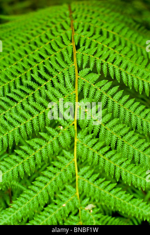 Golden Tree fern, Jade albero Verde Felce, Dicksonia fibrosa, dicksoniaceae, Nuova Zelanda, impianti Foto Stock