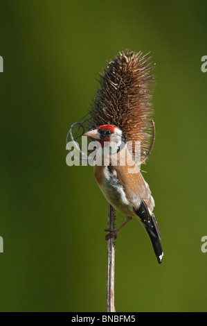 Cardellino europeo (carduelis carduelis) arroccato su teasel ((Dipsacus fullonum) Foto Stock