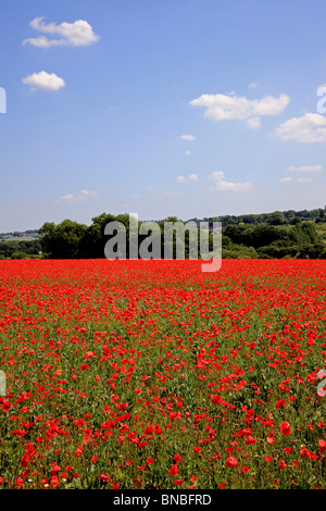 3224. Campo di papavero, Barming, Maidstone, Kent, Regno Unito Foto Stock