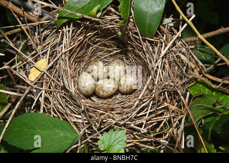 Giardino trillo, Sylvia borin. Il nido di un uccello con le uova in natura. Foto Stock
