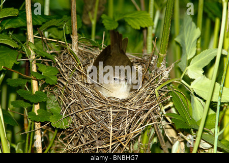 Славка садовая. Giardino trillo (Sylvia borin) in un nido con bambino uccello. Foto Stock