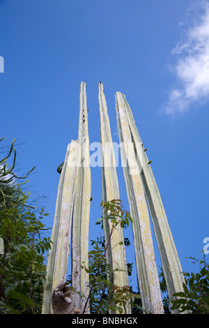 Pachycereus marginatus cactus nel Ein Hod - Israele Foto Stock