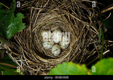 Giardino trillo, Sylvia borin. Il nido di un uccello con le uova in natura. Foto Stock