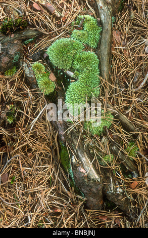 Cuscino moss, Leucobryum glaucum, New Forest, Hampshire Foto Stock