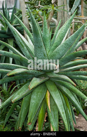 Aloe marlothii ssp. Marlothii, una grande pianta succulenta con foglie verdi spinose, originaria del Botswana e dello Swaziland. Famiglia delle Liliaceae. Foto Stock