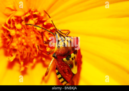 Primo piano sul piccolo bug di posti a sedere su il fiore Foto Stock