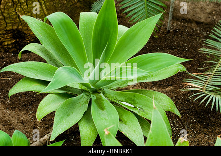 Agave Foxtail (Agave attenuata) pianta succulenta che cresce nel suolo, famiglia delle Agavaceae, originaria del Messico. Primo piano di foglie di rosetta verde. Foto Stock