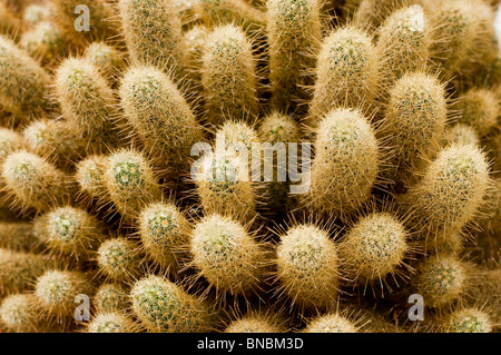 Golden Stars, savoiardi, cactus Mammillaria elongata ssp.echinaria, cactaceae Foto Stock