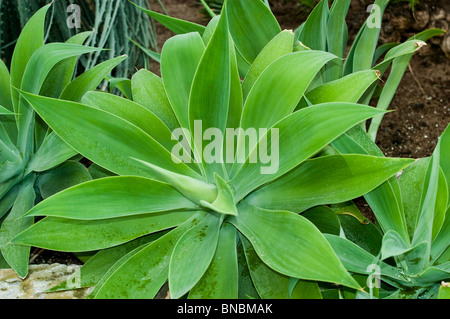 Coda di Volpe, agave Agave attenuata, Agavaceae, Messico Foto Stock