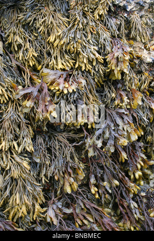 Canalizzato e Wrack Wrack a spirale alghe prese al punto Penmon, Anglesey, Regno Unito Foto Stock