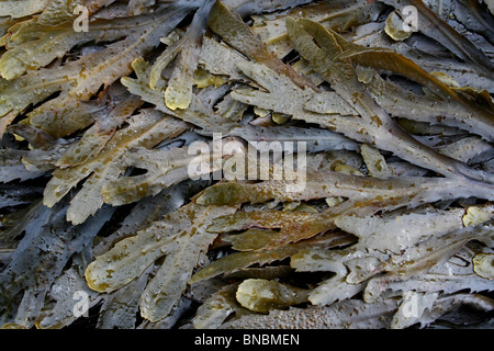 Dentato o seghettato Wrack Fucus serratus prese al punto Penmon, Anglesey, Regno Unito Foto Stock