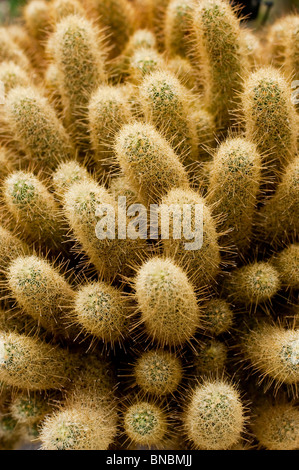 Golden Stars, savoiardi, cactus Mammillaria elongata ssp.echinaria, cactaceae Foto Stock