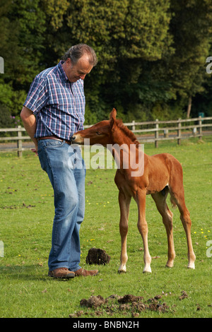 Amichevole giovane pony della New Forest che si avvicina al visitatore al New Forest National Park, Hampshire Regno Unito nel mese di giugno Foto Stock