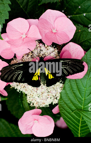 Golden Birdwing butterfly, Troides rhadamantus seduto su Ortensia rosa, fiori, Foto Stock