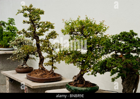 Fila di alberi di bonsai a Montreal Botanic Garden serra, Canada Foto Stock