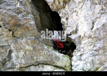 Picchio muraiolo (Tichodromadidae) appollaiate su una parete di roccia Foto Stock