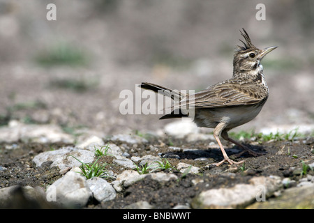 Crested Lark (Galerida cristata) visualizzazione Foto Stock